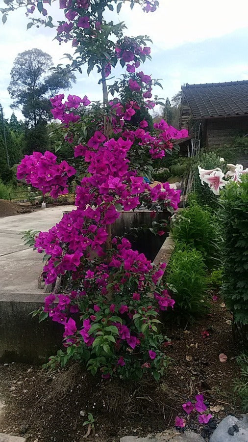 南国の花・ブーゲンビリア