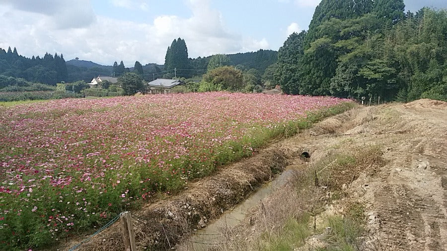 秋の収穫