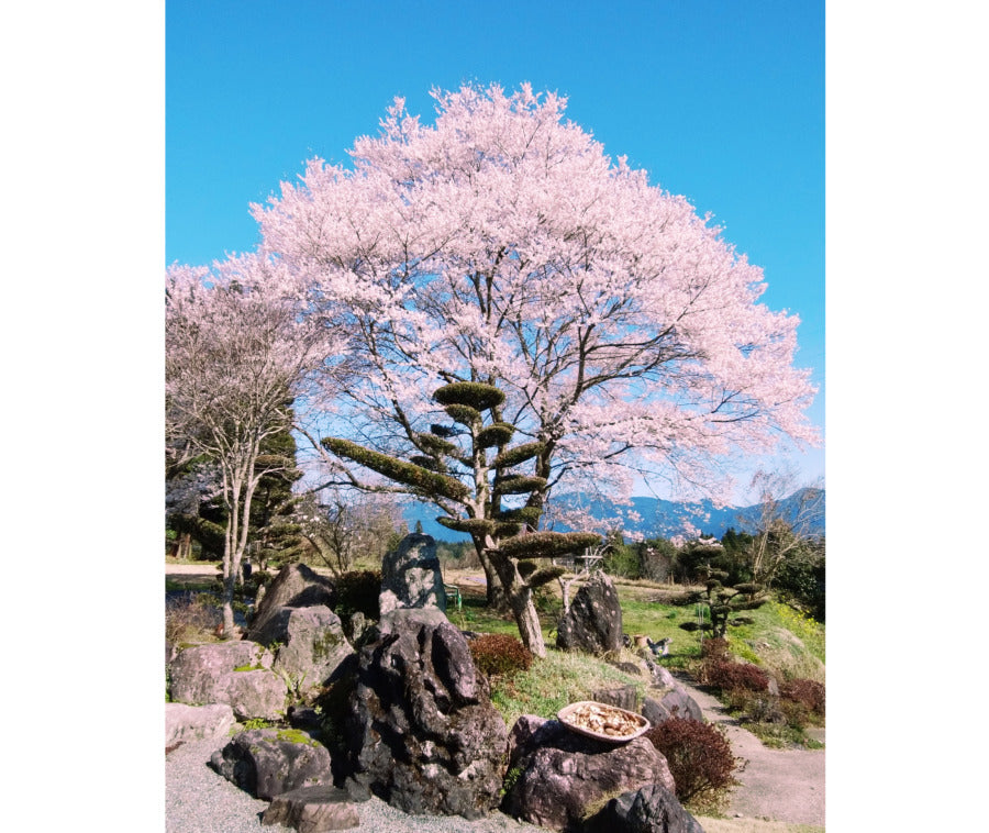 八重桜と春野菜