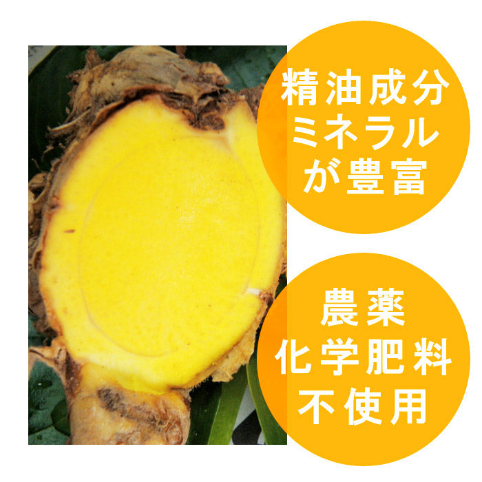 春ウコン 粉末 100g×1個 無添加 無着色 熊本県産【宅配便配送】