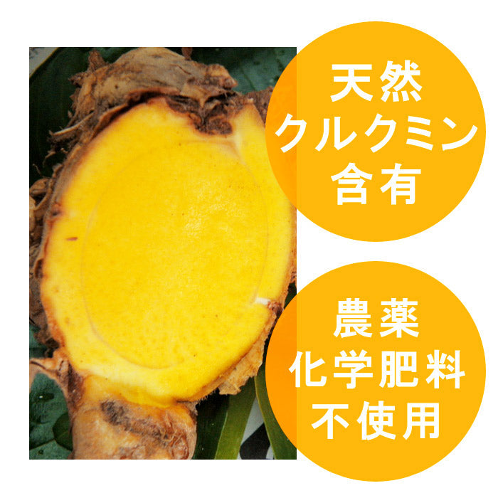 秋ウコン 粉末 100g×1個 無添加 無着色 熊本県産 うこん【宅配便配送】