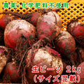 熊本県産 生 ビーツ 2kg (サイズ混載)【宅配便配送】【毎週木曜発送】
