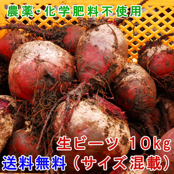 送料無料 熊本県産 生 ビーツ 10kg (サイズ混載)【宅配便配送】【毎週木曜発送】