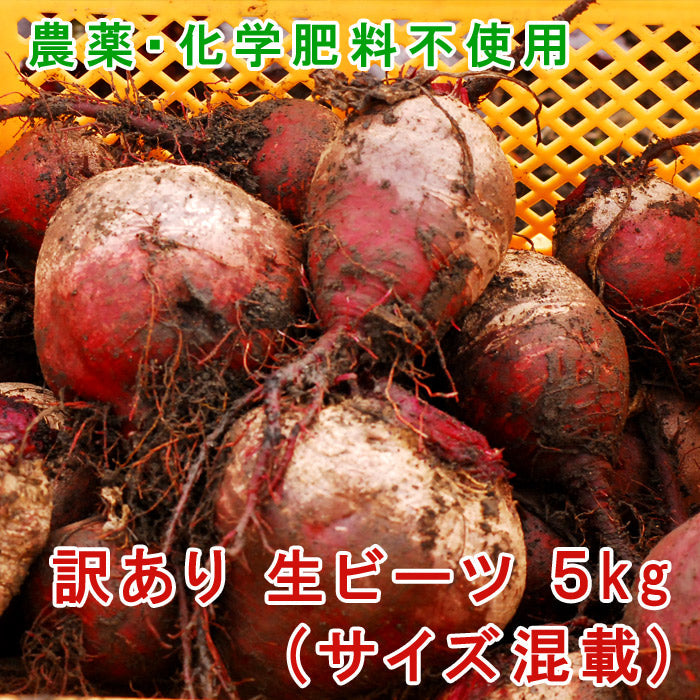 熊本県産 生 ビーツ 5kg (訳あり品)【宅配便配送】【毎週木曜発送】