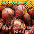 熊本県産 生 ビーツ 5kg (訳あり品)【宅配便配送】【毎週木曜発送】