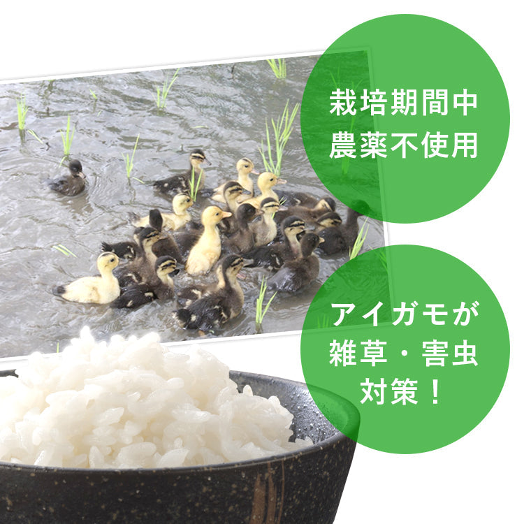 送料無料 令和7年産 合鴨農法米 ヒノヒカリ 300g×1袋【ネコポス配送】