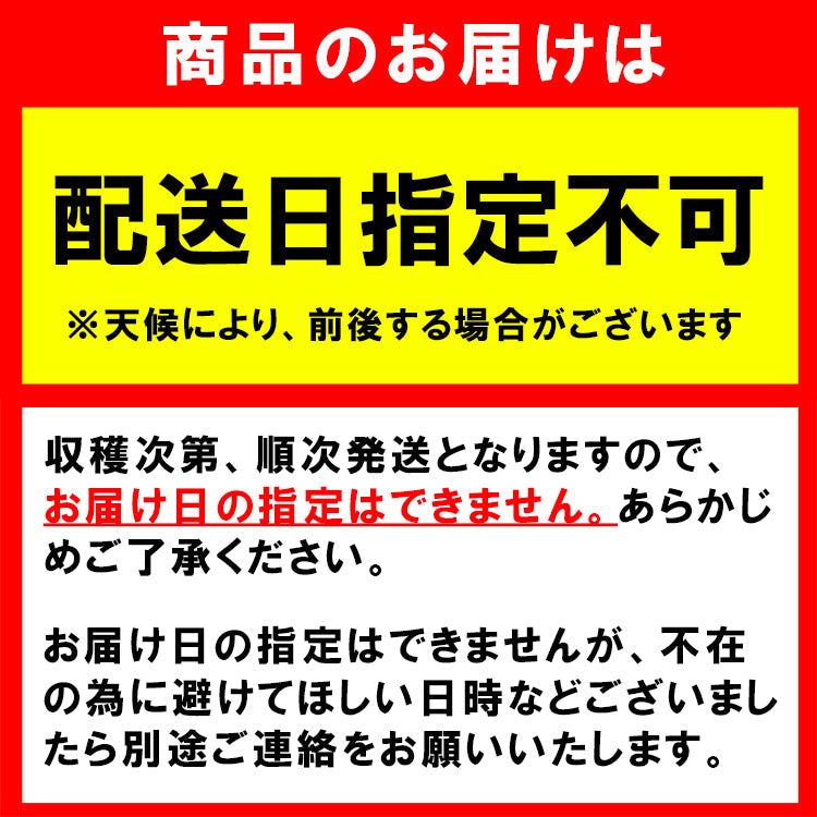 国産 青唐辛子 500g ～ 10kg 送料無料 熊本県産 辛口 生青唐辛子 唐辛子 トウガラシ とうがらし【へた無し】【品種：大紅とうがらし】【単品購入専用・送料無料】【他商品との同梱不可】
