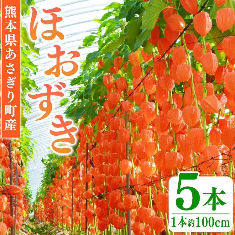 ほおずき 5本(1束) 送料無料 生花 鬼灯 【入金確認後7月下旬〜8月上旬発送】