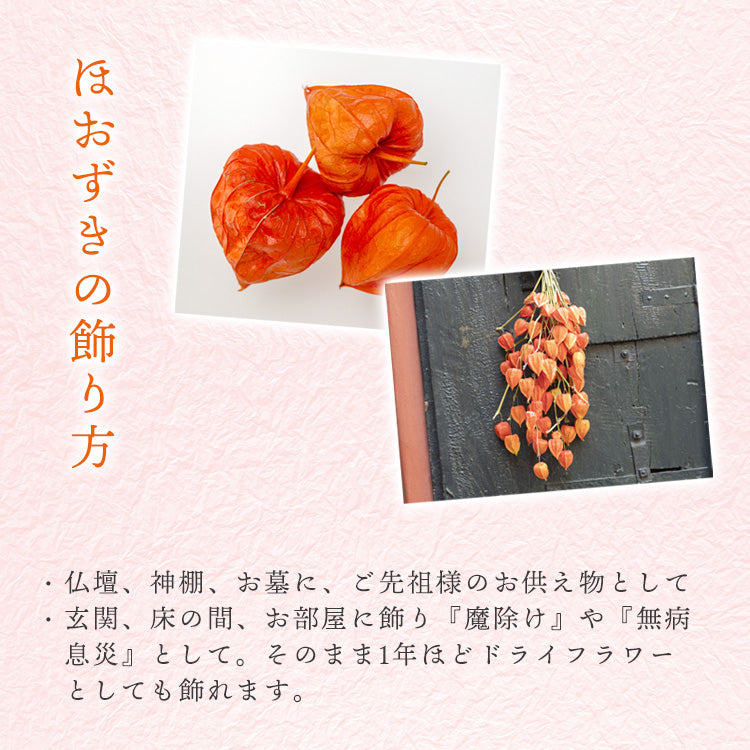 ほおずき 5本(1束) 送料無料 生花 鬼灯 【入金確認後7月下旬〜8月上旬発送】