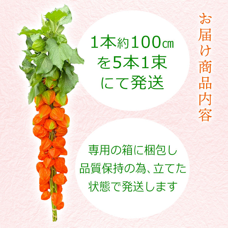 ほおずき 5本(1束) 送料無料 生花 鬼灯 【入金確認後7月下旬〜8月上旬発送】