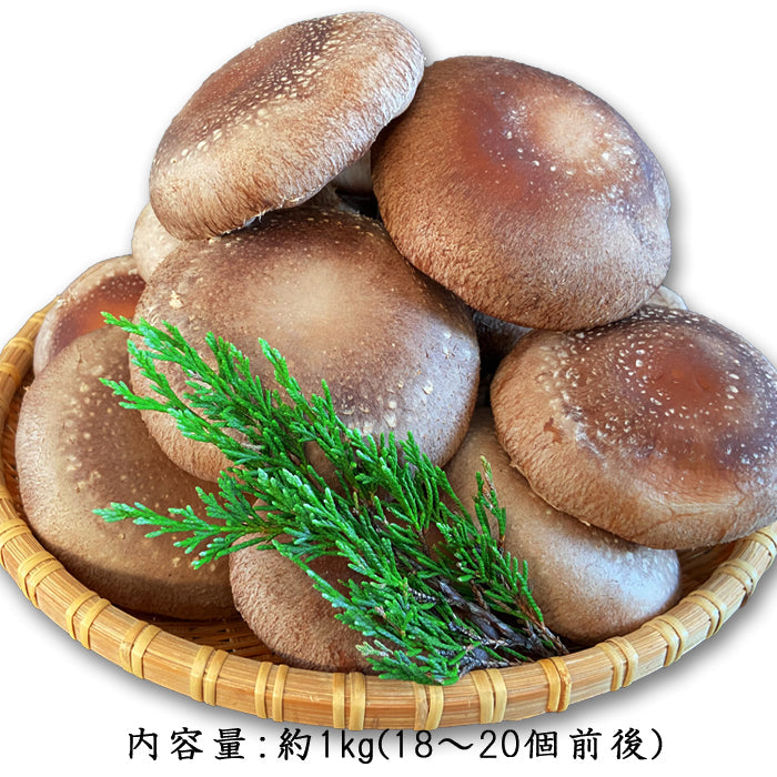 生 しいたけ 大サイズ 約1g(約18〜20個前後) 【宅配便配送】