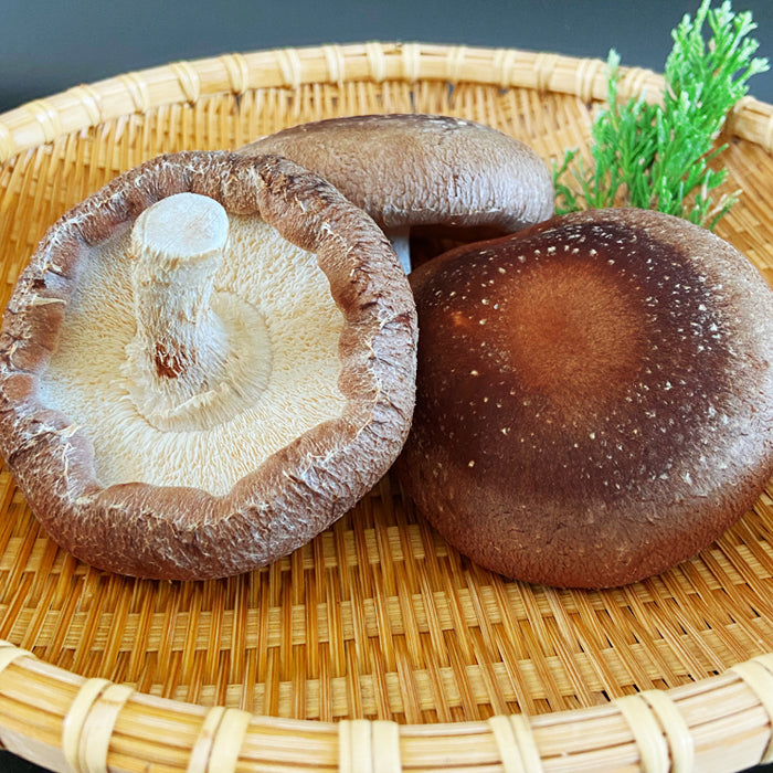 生 しいたけ 大サイズ 約1g(約18〜20個前後) 【宅配便配送】