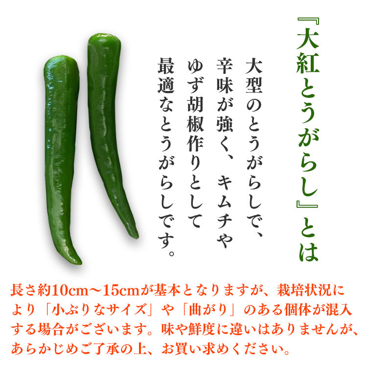 国産 青唐辛子 500g ～ 10kg 送料無料 熊本県産 辛口 生青唐辛子 唐辛子 トウガラシ とうがらし【へた無し】【品種：大紅とうがらし】【単品購入専用・送料無料】【他商品との同梱不可】