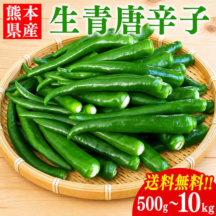 国産 青唐辛子 500g ～ 10kg 送料無料 熊本県産 辛口 生青唐辛子 唐辛子 トウガラシ とうがらし【へた無し】【品種：大紅とうがらし】【単品購入専用・送料無料】【他商品との同梱不可】